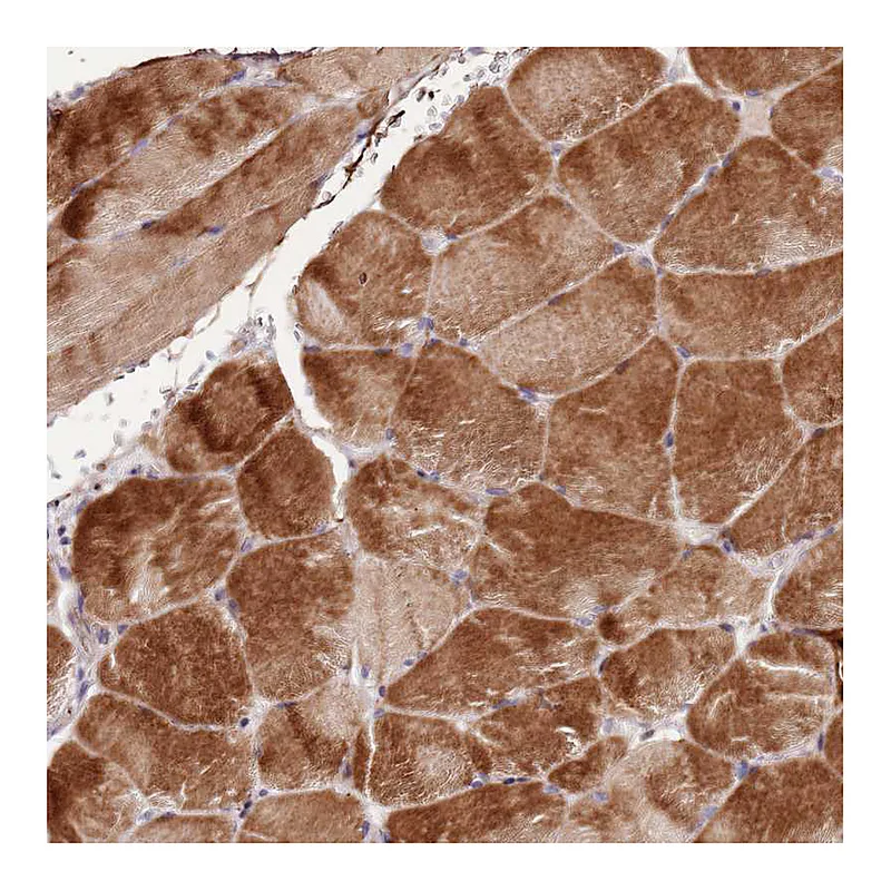 Atlas Antibodies Anti-NKX2-3 Antibody