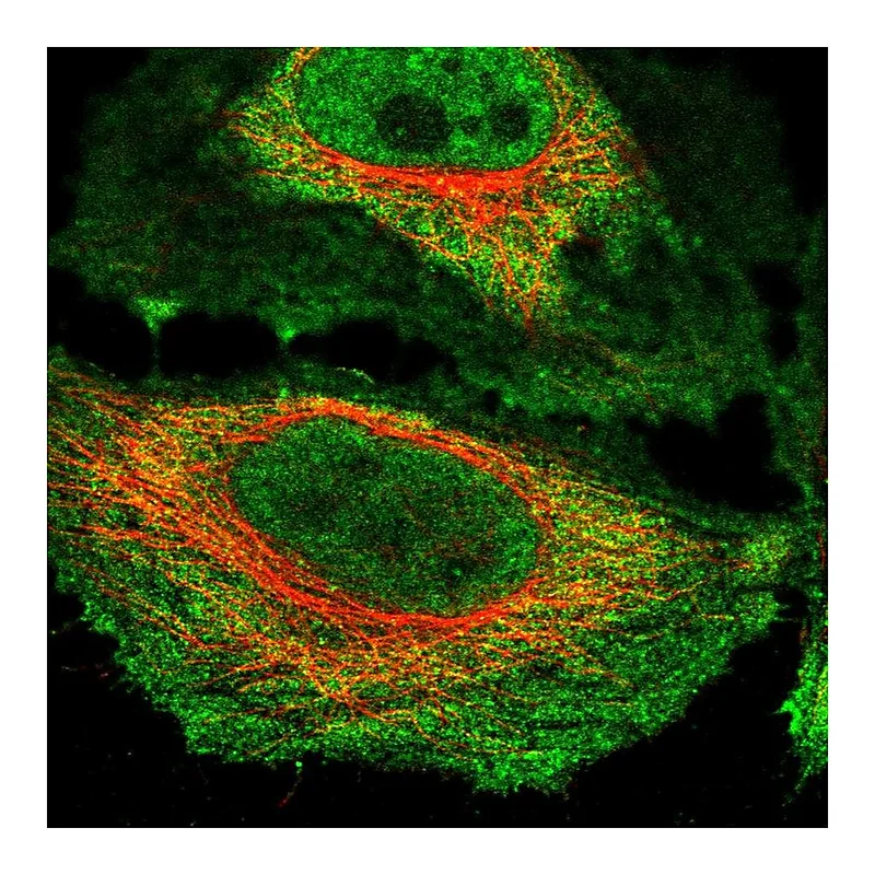 Atlas Antibodies Anti-NKTR Antibody