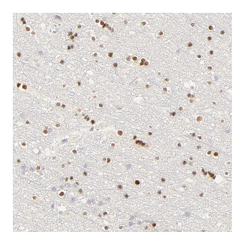 Atlas Antibodies Anti-NKX2-2 Antibody