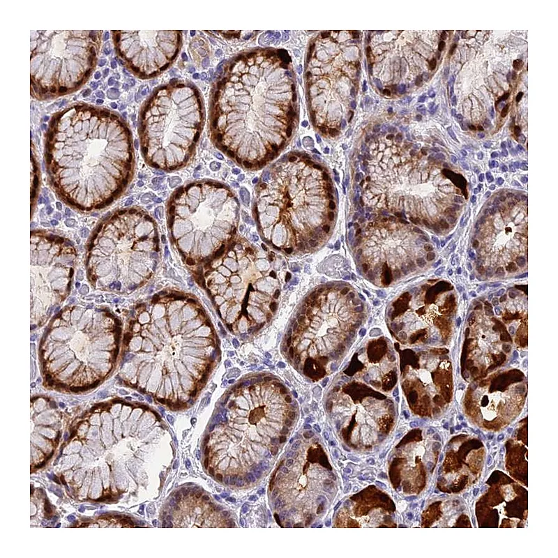 Atlas Antibodies Anti-NKPD1 Antibody