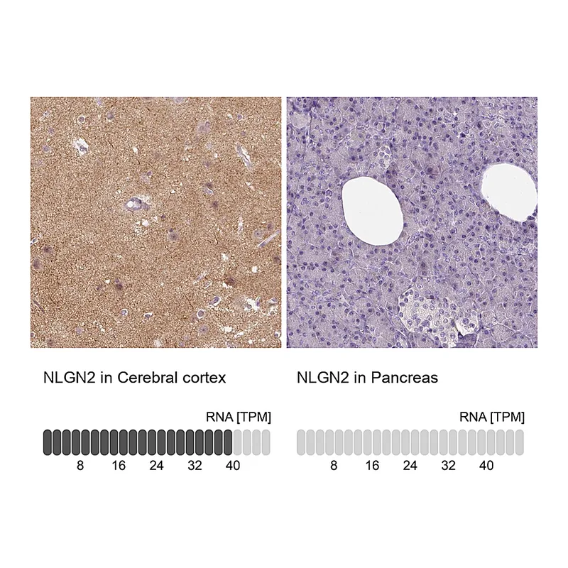 Atlas Antibodies Anti-NLGN2 Antibody