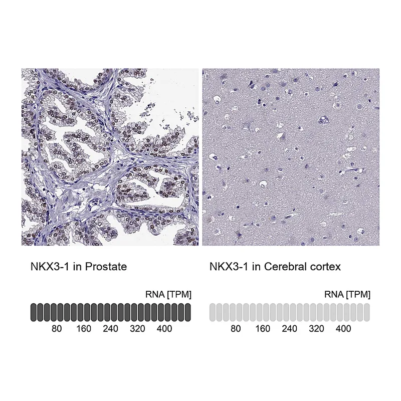 Atlas Antibodies Anti-NKX3-1 Antibody