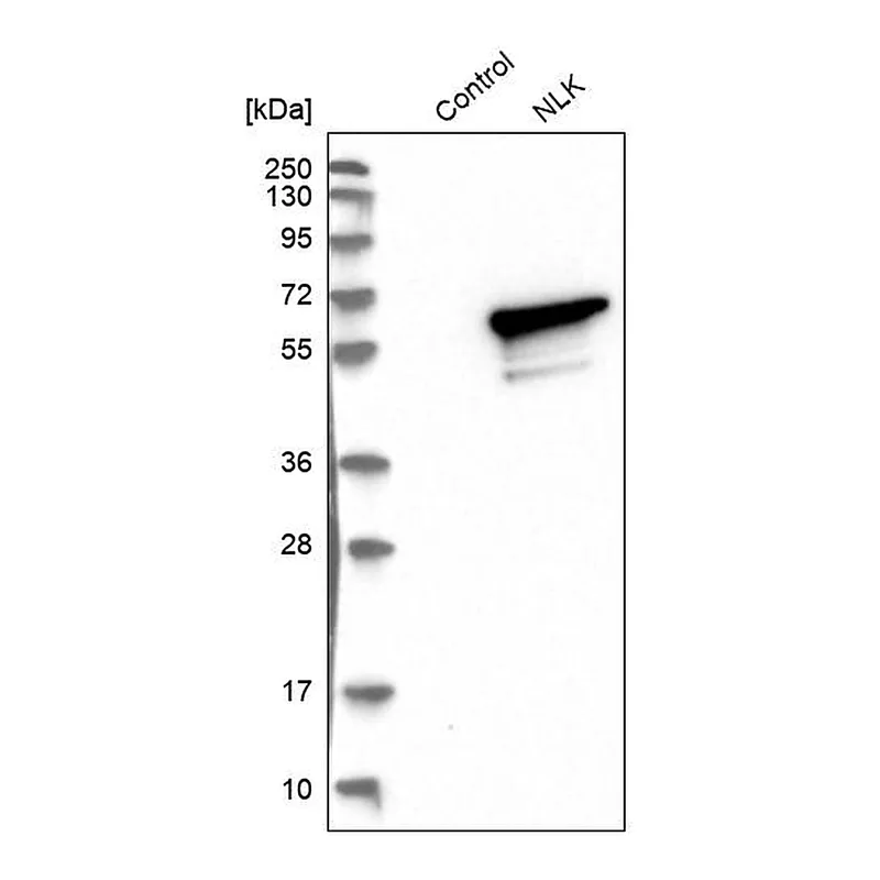 Atlas Antibodies Anti-NLK Antibody