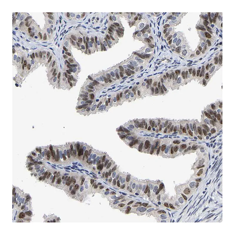 Atlas Antibodies Anti-NLE1 Antibody