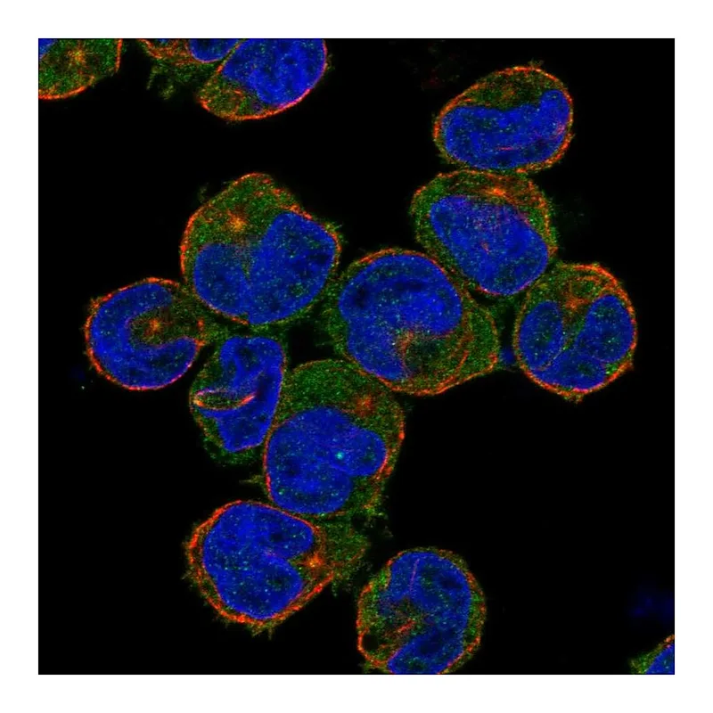 Atlas Antibodies Anti-NLRC3 Antibody