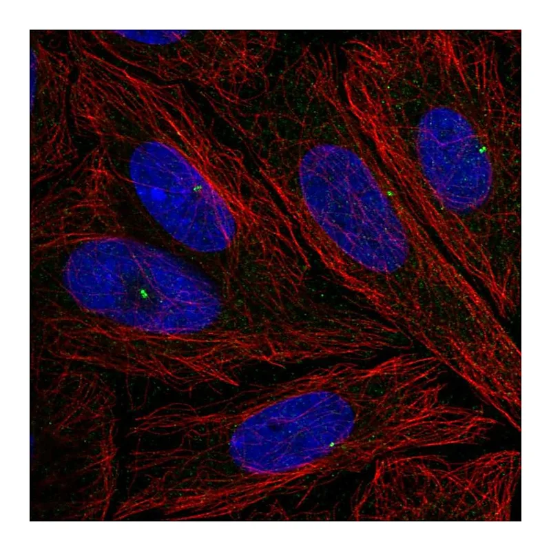 Atlas Antibodies Anti-NLRC5 Antibody