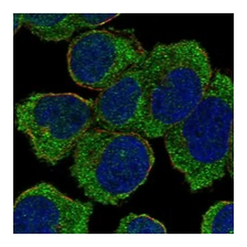 Atlas Antibodies Anti-NLRC5 Antibody