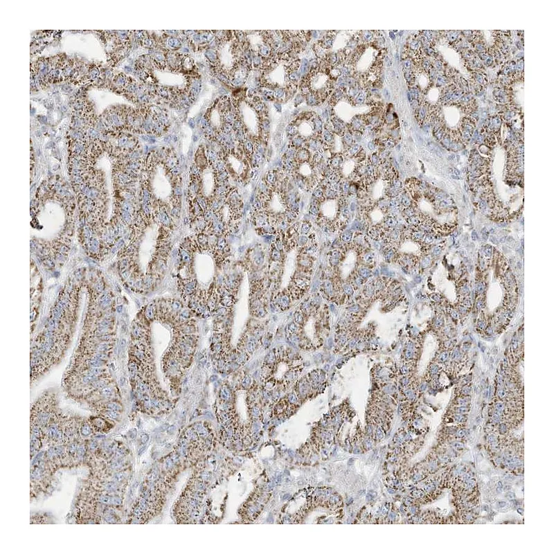 Atlas Antibodies Anti-NLN Antibody