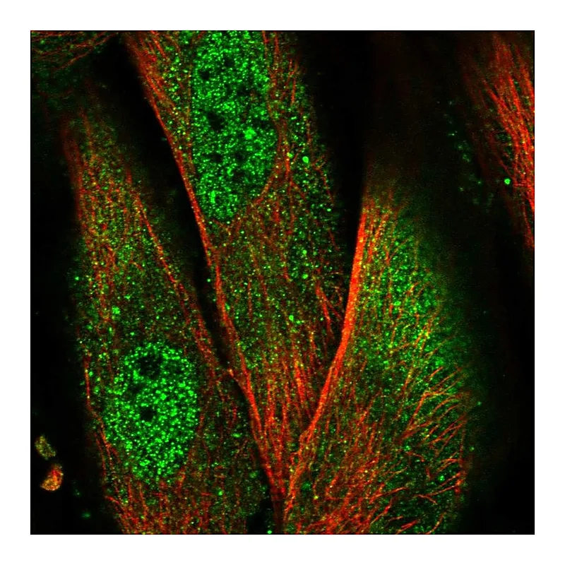 Atlas Antibodies Anti-NLRP1 Antibody