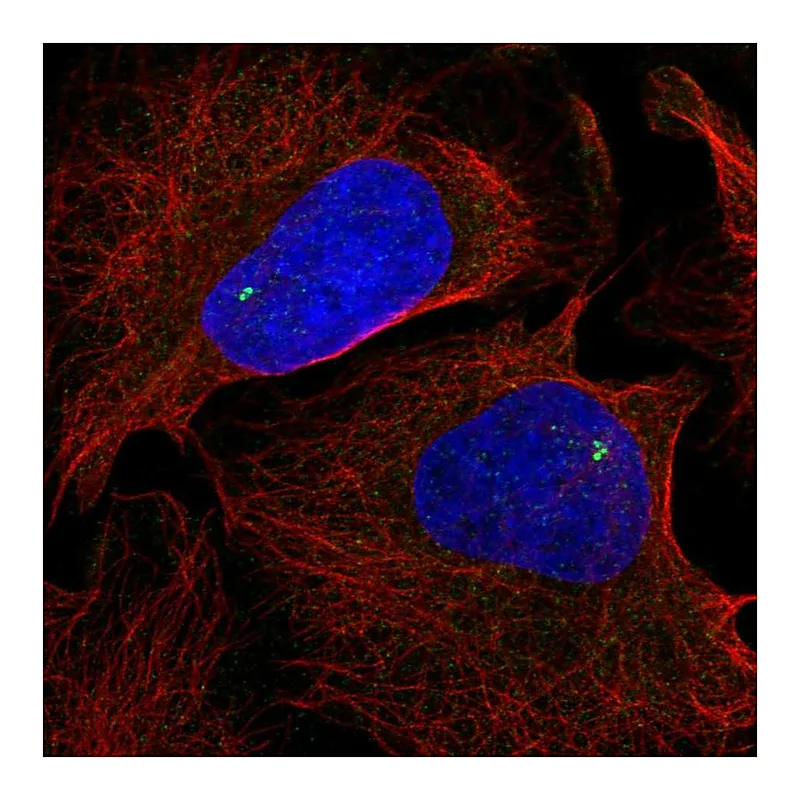 Atlas Antibodies Anti-NLRC5 Antibody