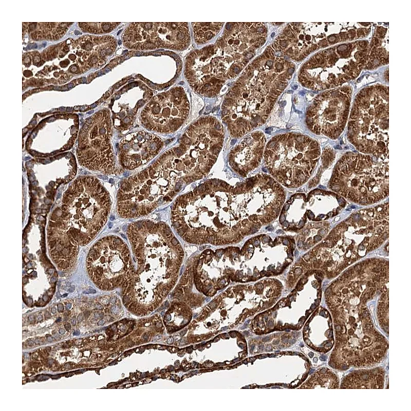 Atlas Antibodies Anti-NLRP10 Antibody