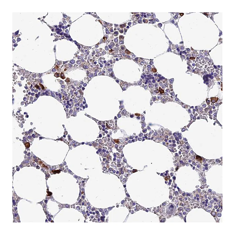 Atlas Antibodies Anti-NLRP12 Antibody