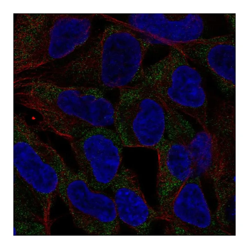 Atlas Antibodies Anti-NLRP11 Antibody