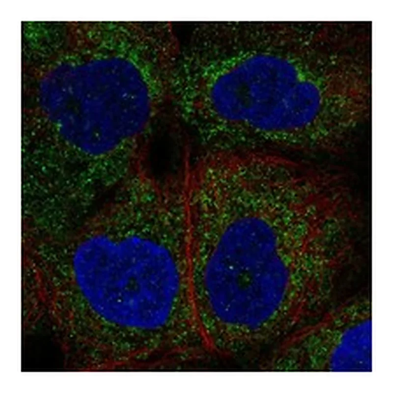 Atlas Antibodies Anti-NLRP4 Antibody