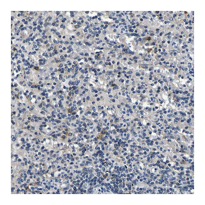Atlas Antibodies Anti-NLRP3 Antibody