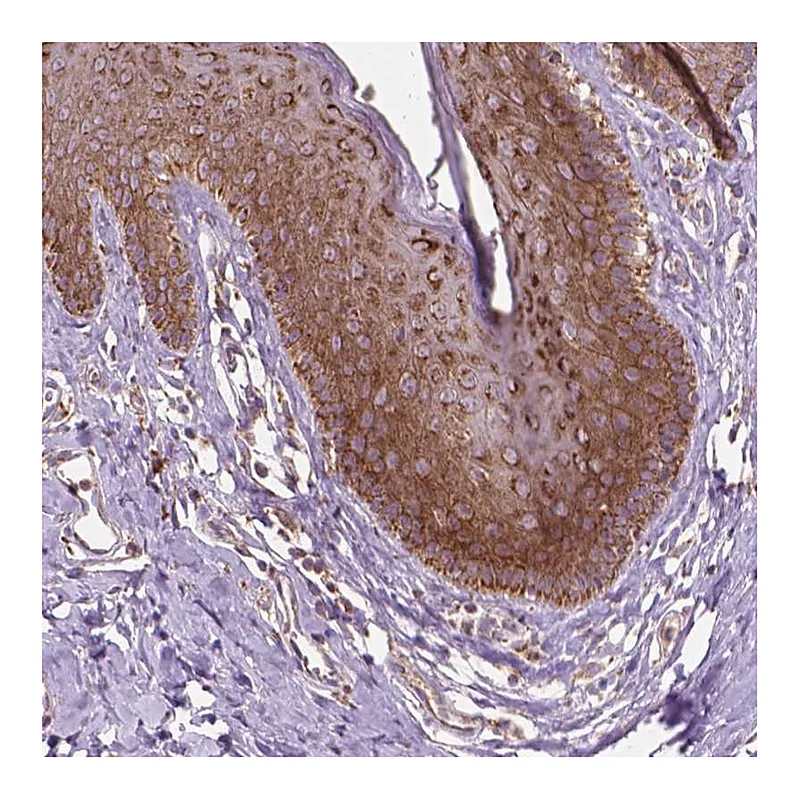 Atlas Antibodies Anti-NLRX1 Antibody