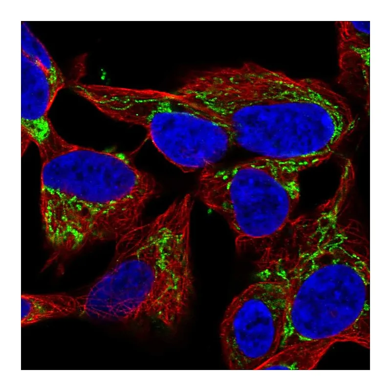 Atlas Antibodies Anti-NME4 Antibody