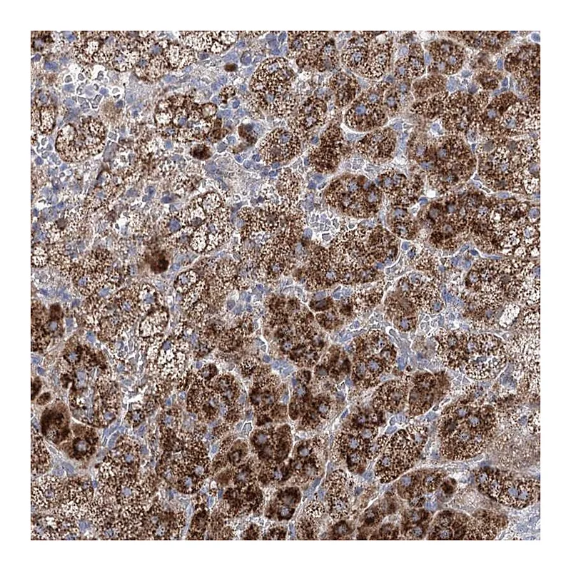 Atlas Antibodies Anti-NME7 Antibody