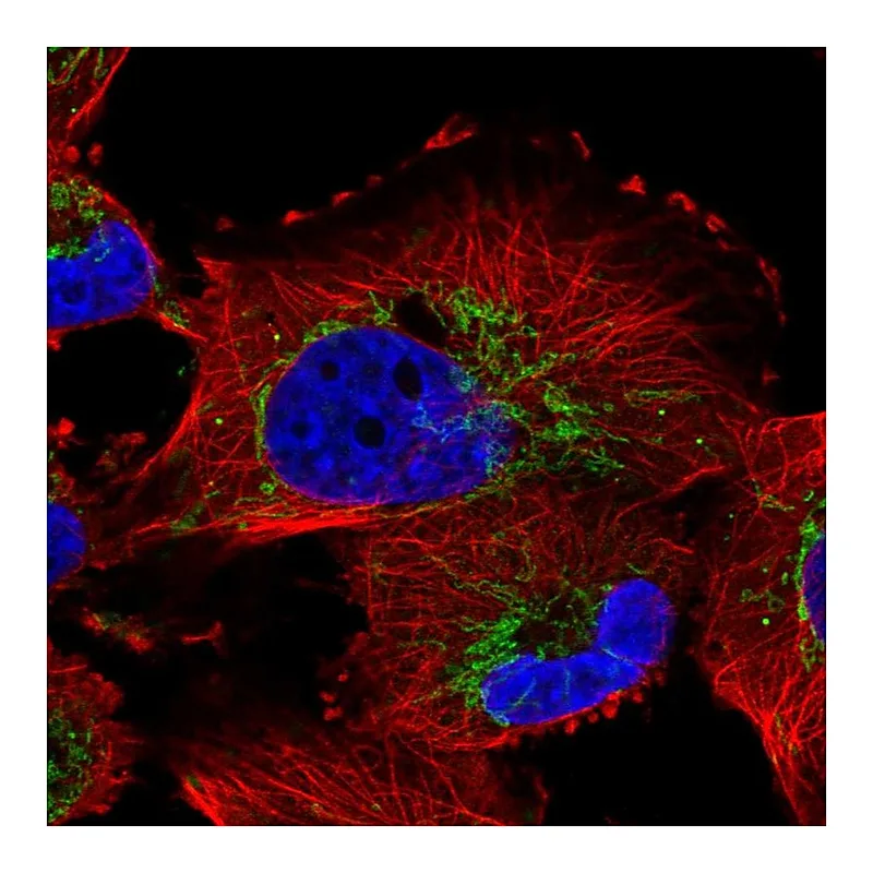 Atlas Antibodies Anti-NME7 Antibody