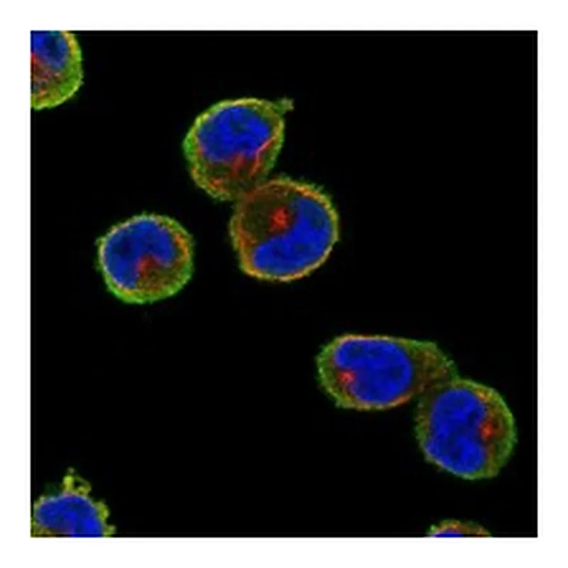 Atlas Antibodies Anti-NME8 Antibody