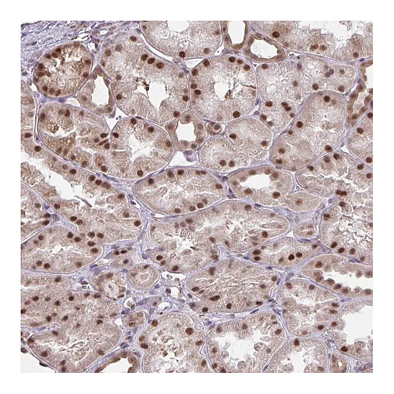 Atlas Antibodies Anti-NMNAT1 Antibody
