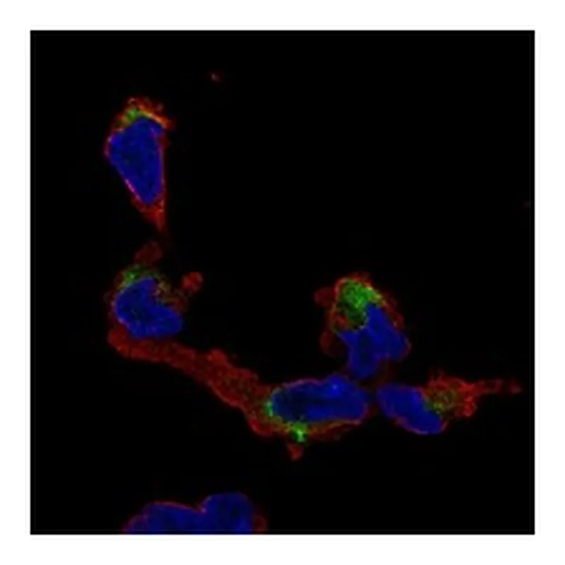Atlas Antibodies Anti-NMNAT2 Antibody