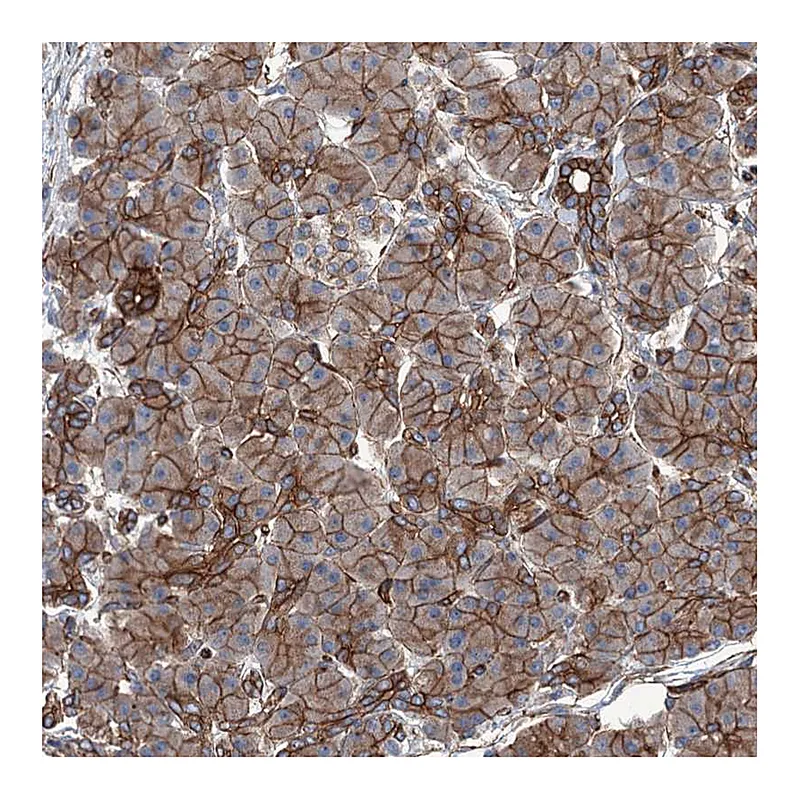 Atlas Antibodies Anti-NMRAL1 Antibody