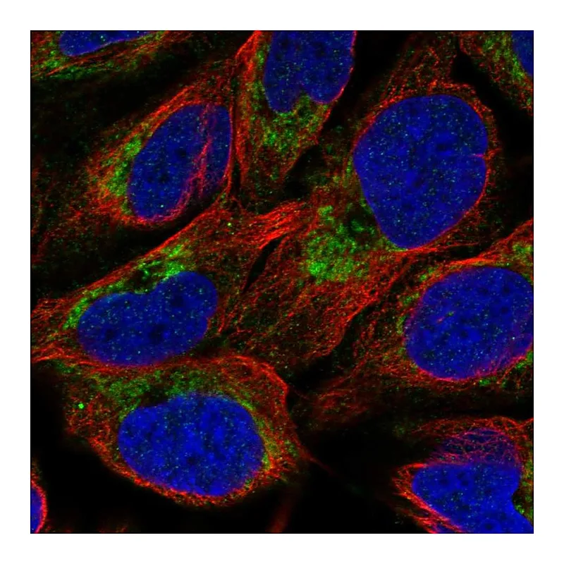 Atlas Antibodies Anti-NMNAT3 Antibody