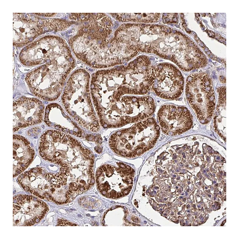 Atlas Antibodies Anti-NMNAT3 Antibody