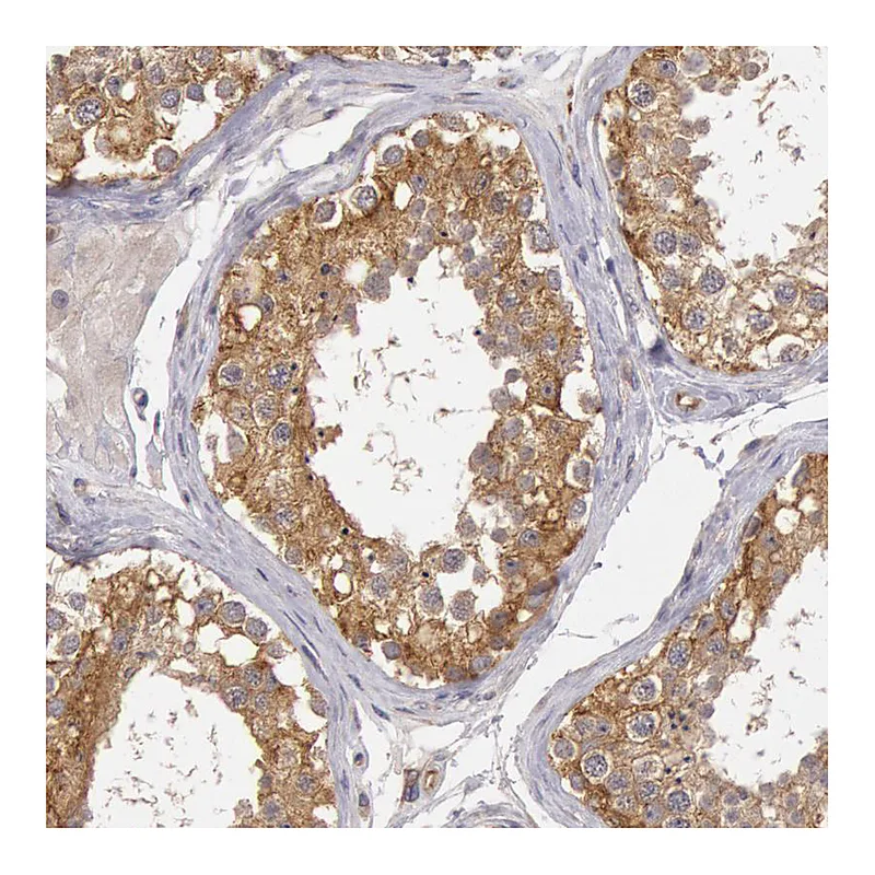 Atlas Antibodies Anti-NMT2 Antibody