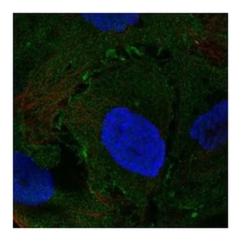 Atlas Antibodies Anti-NMUR2 Antibody