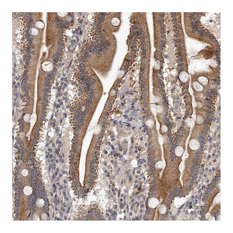 Atlas Antibodies Anti-NMUR1 Antibody