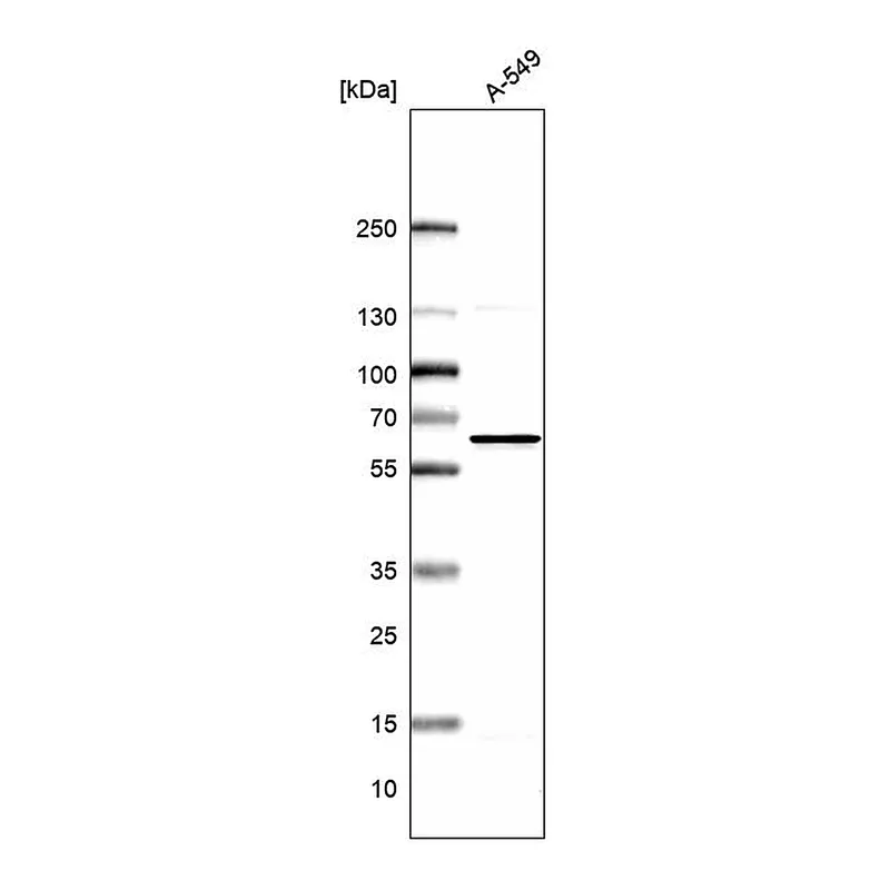 Atlas Antibodies Anti-NMT1 Antibody