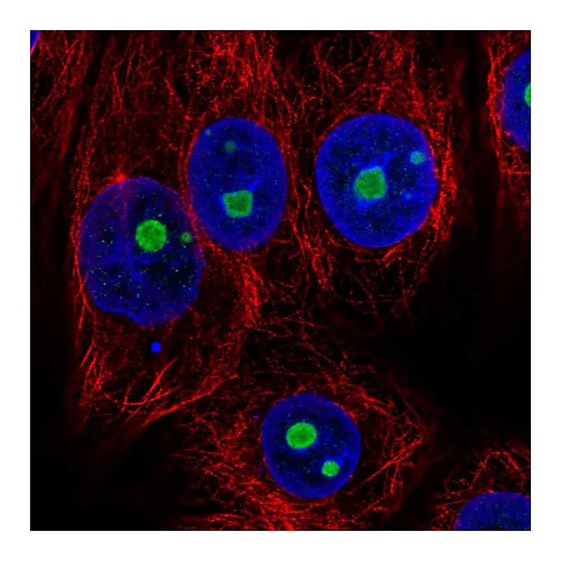 Atlas Antibodies Anti-NOC2L Antibody