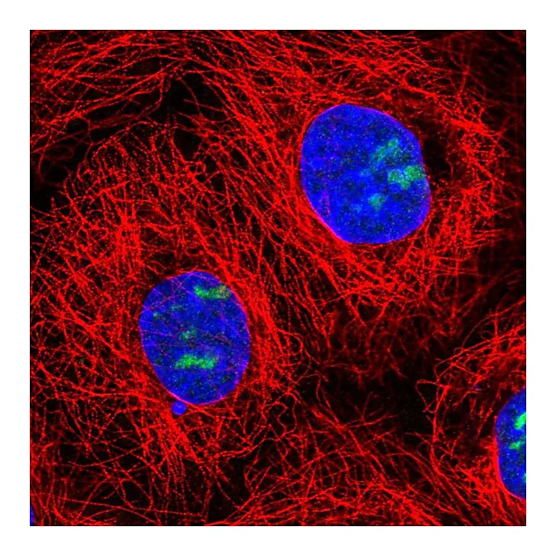 Atlas Antibodies Anti-NOC3L Antibody
