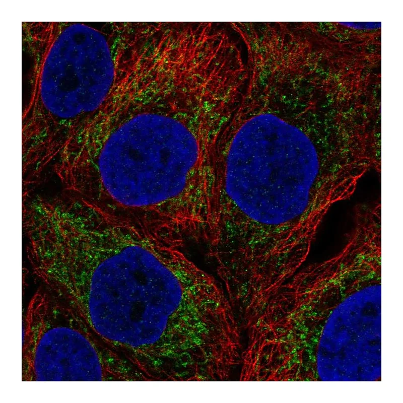 Atlas Antibodies Anti-NOD1 Antibody