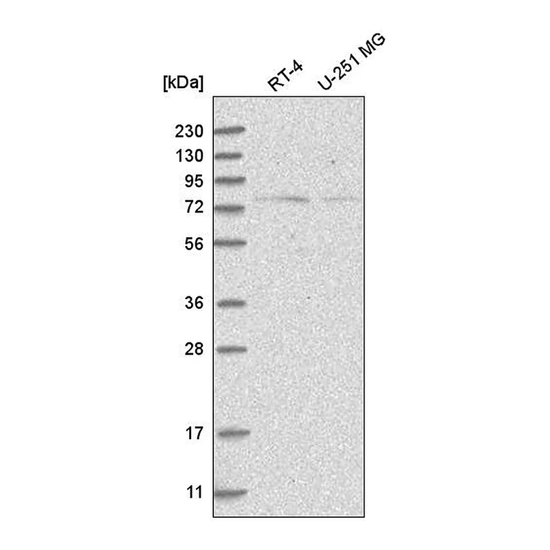 Atlas Antibodies Anti-NOL10 Antibody