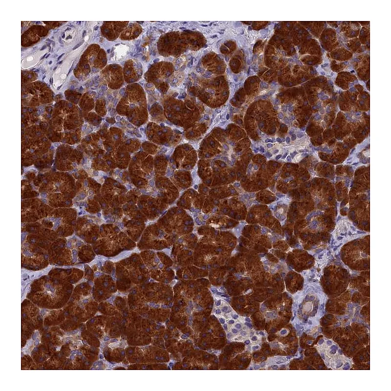 Atlas Antibodies Anti-NOL10 Antibody