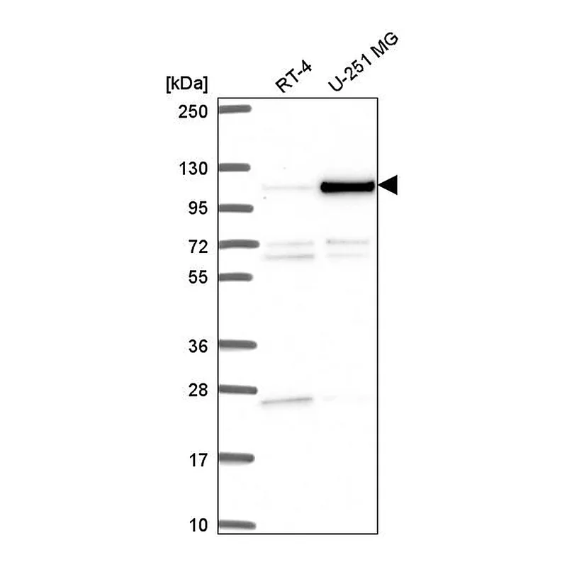 Atlas Antibodies Anti-NOC3L Antibody