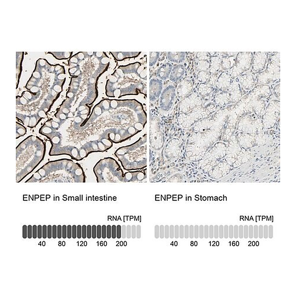 Merck Anti-ENPEP antibody produced in rabbit