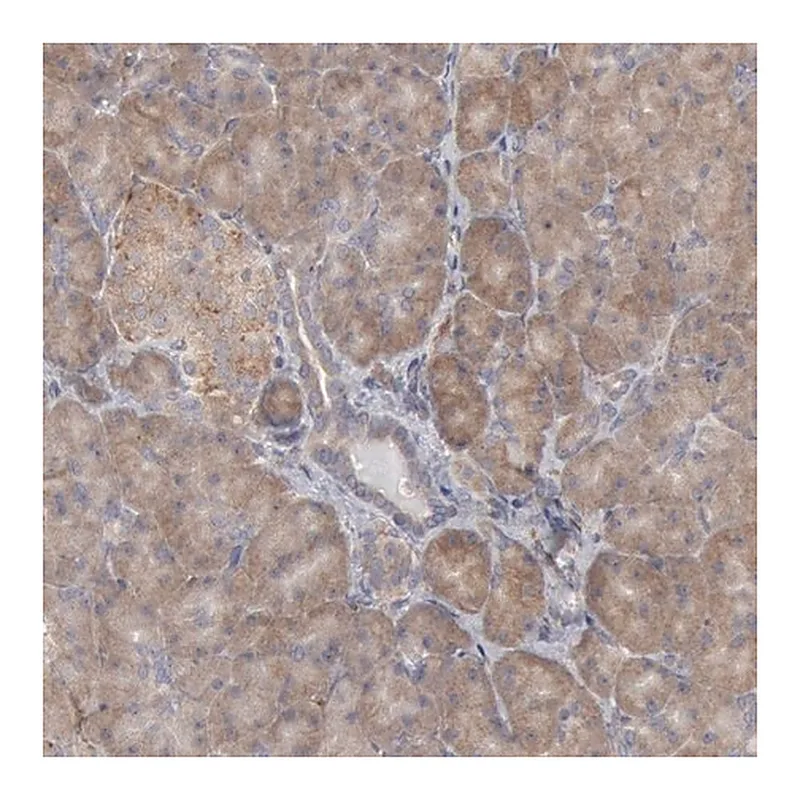 Merck Anti-OSBPL8 antibody produced in rabbit