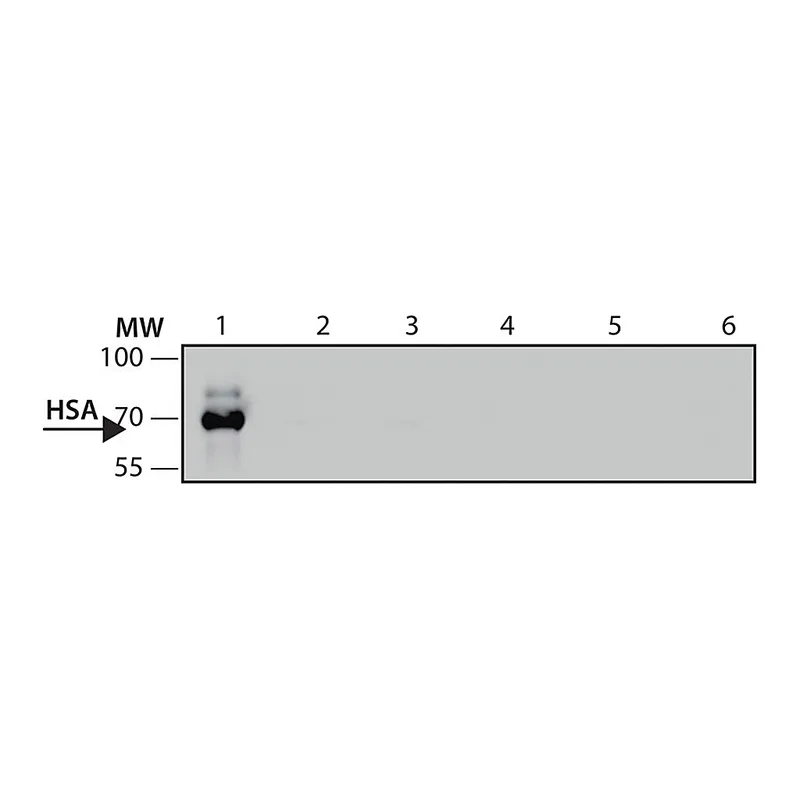 Merck Anti-Human Serum Albumin antibody, Mouse monoclonal
