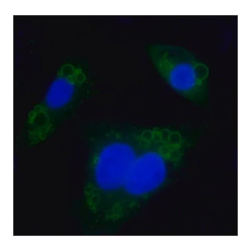 Merck Anti-Perilipin A/B antibody produced in rabbit