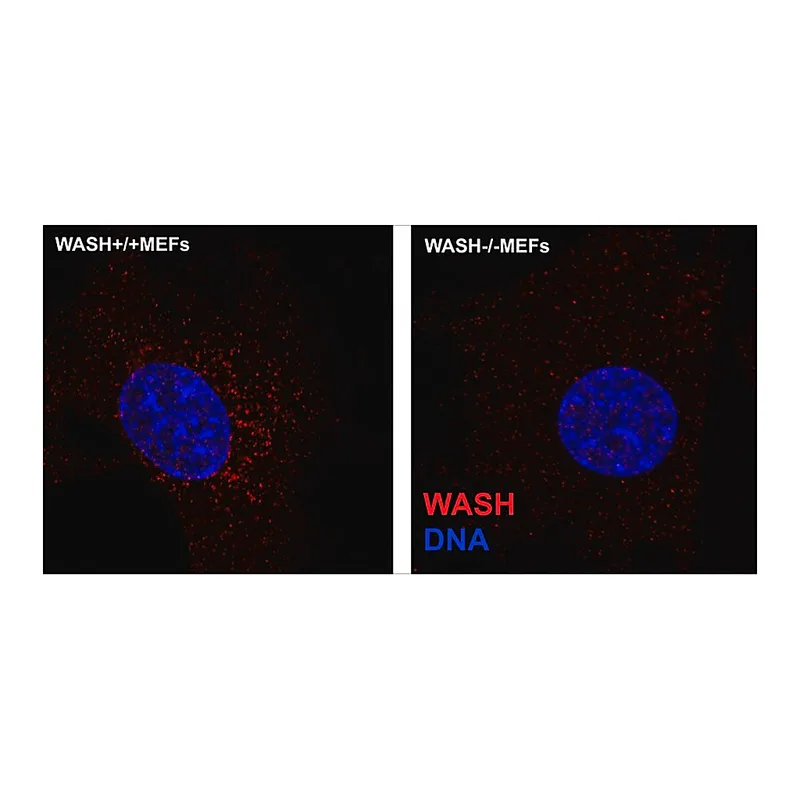 Merck Anti-WASH1 antibody, Mouse monoclonal