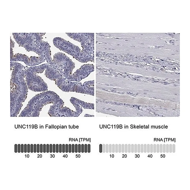 Merck Anti-UNC119B antibody produced in rabbit