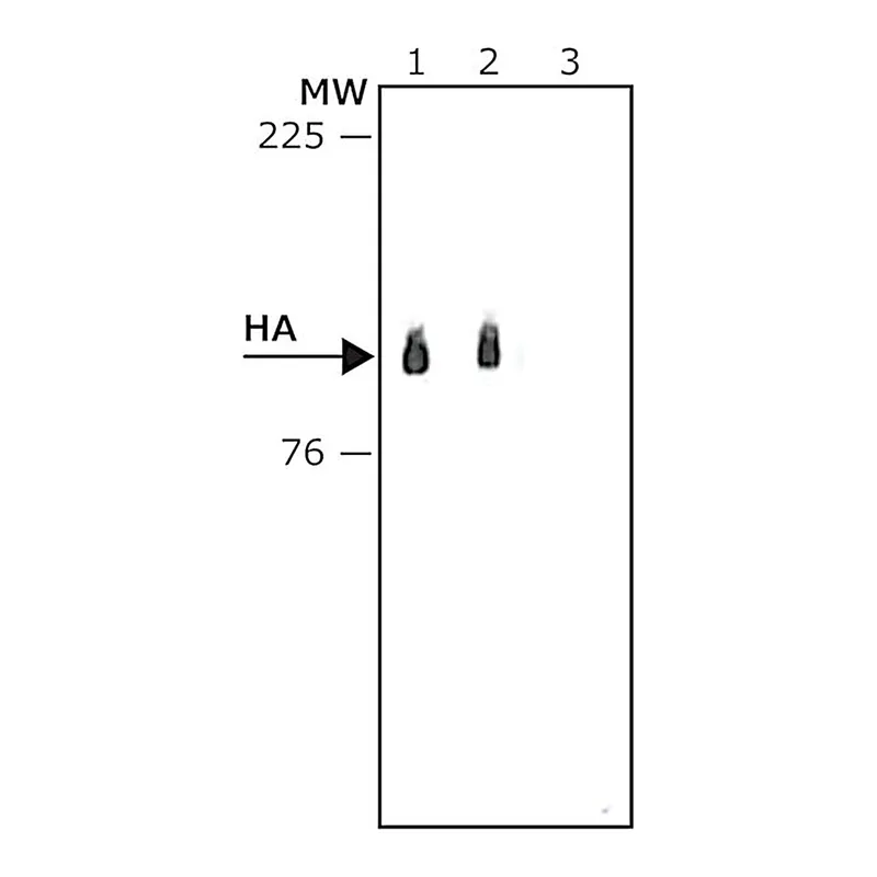 Merck ANTI-HA−PEROXIDASE ANTIBODY, MOUSE MONO&