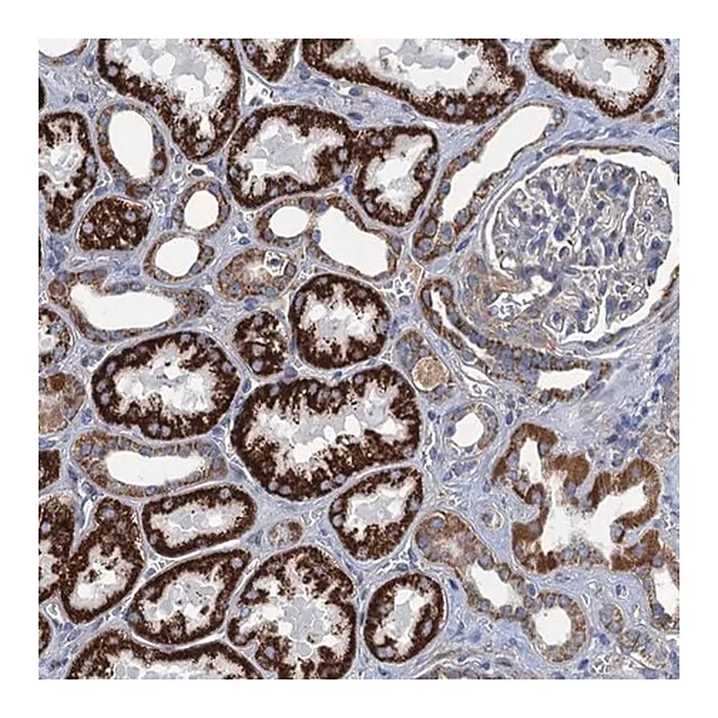 Merck Anti-GCSH antibody produced in rabbit