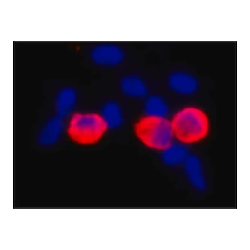 Merck Monoclonal Anti-c-Myc antibody produced in mouse