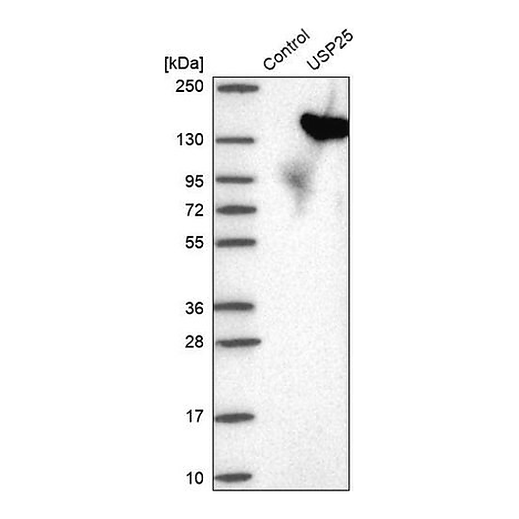 Merck Anti-USP25 antibody produced in rabbit