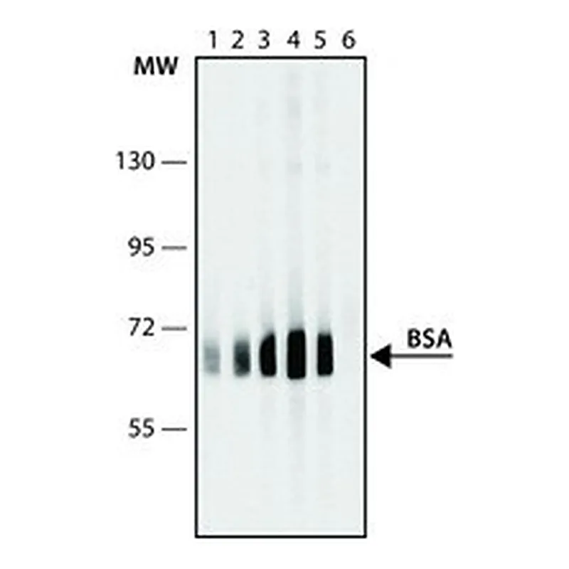 Merck ANTI-BOVINE SERUM ALBUMIN ANTIBODY&